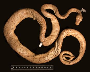 Media type: image;   Herpetology R-7791